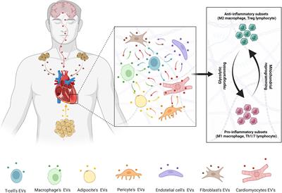 Immunometabolism, extracellular vesicles and cardiac injury